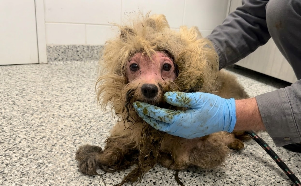 Beneath Dolly’s Heavy Coat, Rescuers Found a Dog Ready to Begin Again