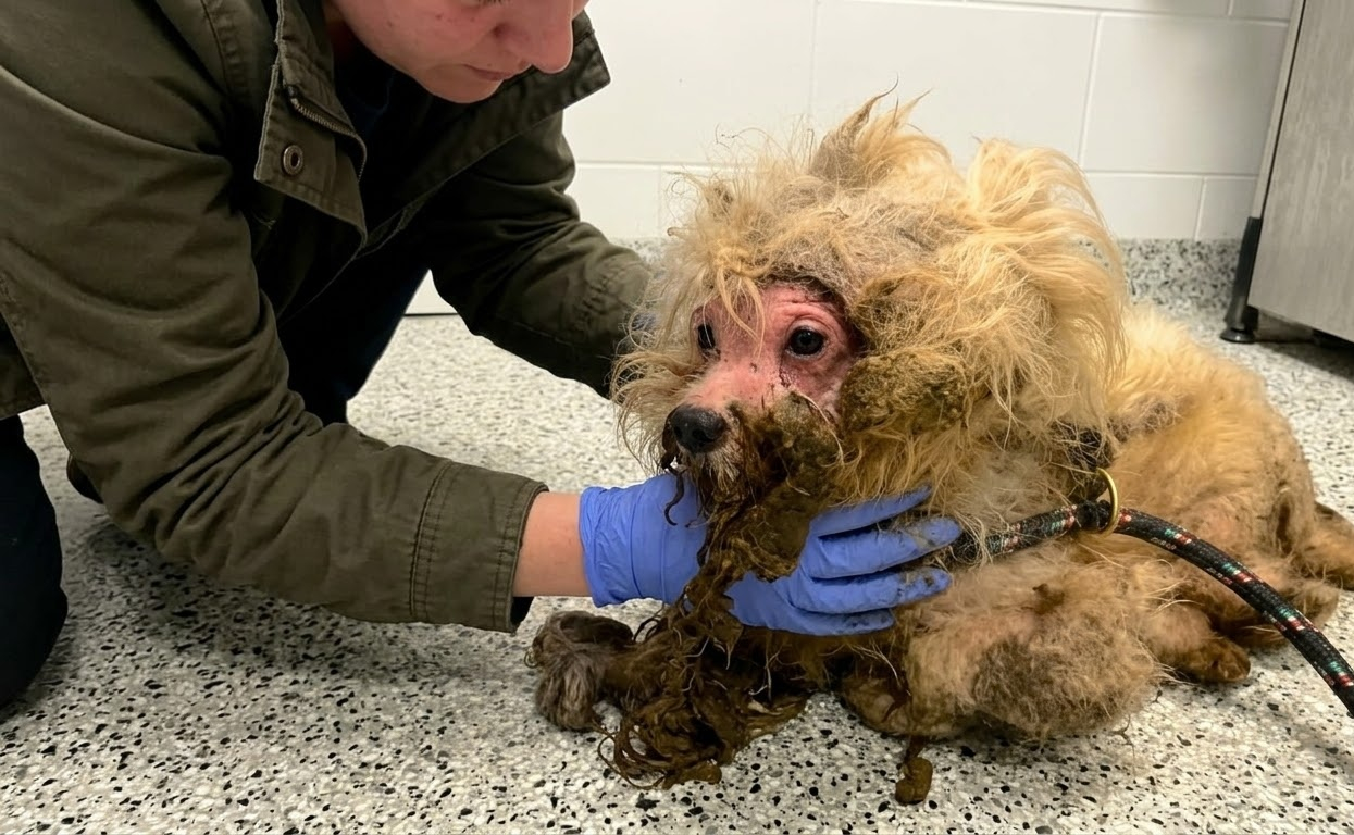 Beneath Dolly’s Heavy Coat, Rescuers Found a Dog Ready to Begin Again