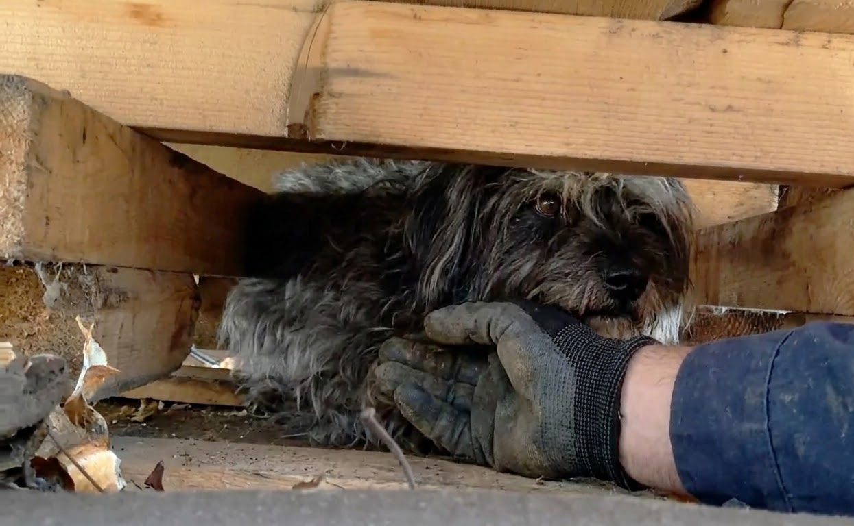 After Months Beneath the Pallets, a Tiny Terrier Stepped Into a New Life