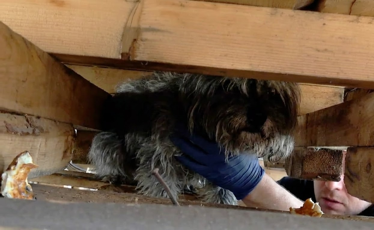 After Months Beneath the Pallets, a Tiny Terrier Stepped Into a New Life