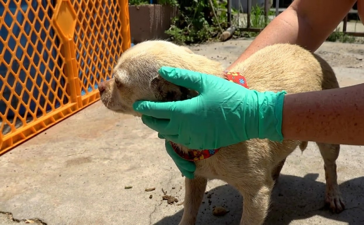 Four Dogs Waited in a Yard Buried Under Trash—Then Help Finally Arrived