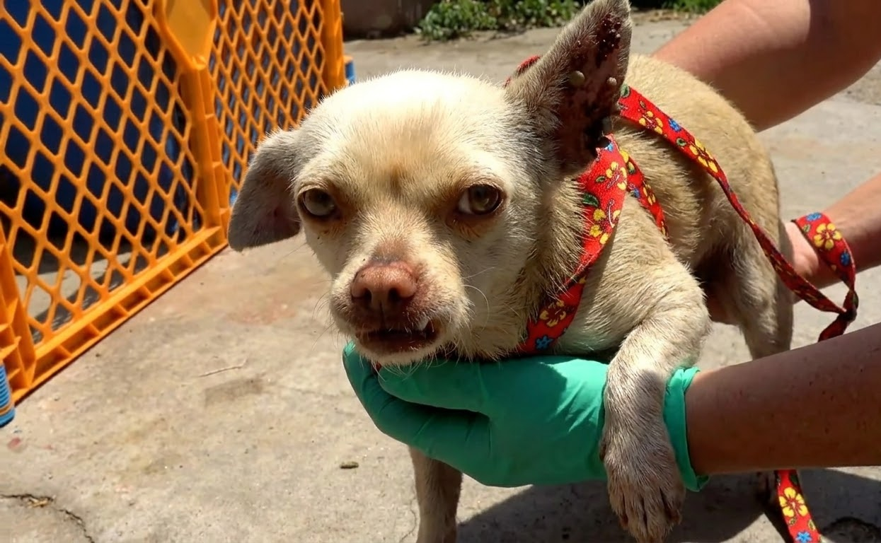 Four Dogs Waited in a Yard Buried Under Trash—Then Help Finally Arrived