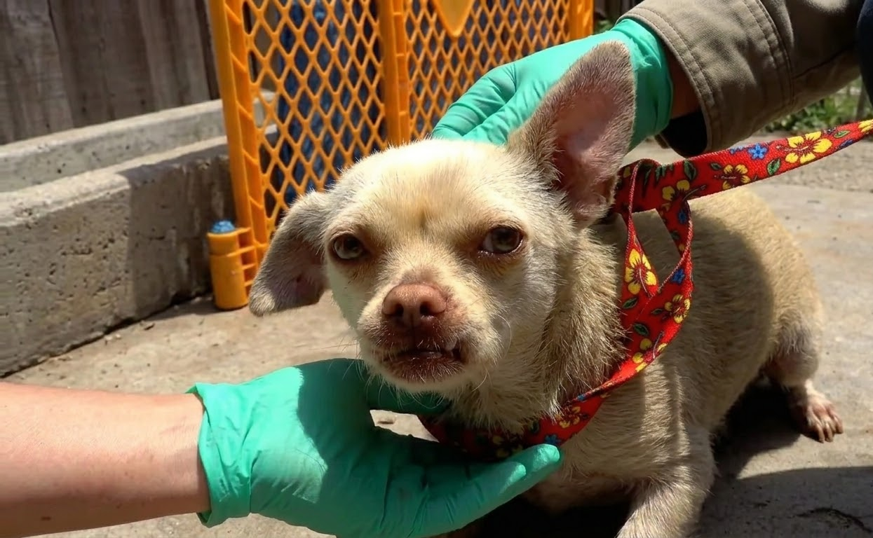 Four Dogs Waited in a Yard Buried Under Trash—Then Help Finally Arrived