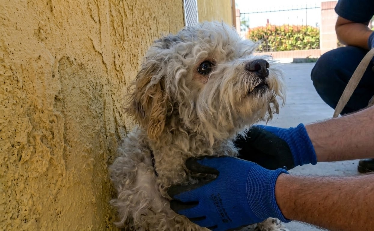 After Three Escapes From a Coyote, Buffy Still Had to Find His Way Home