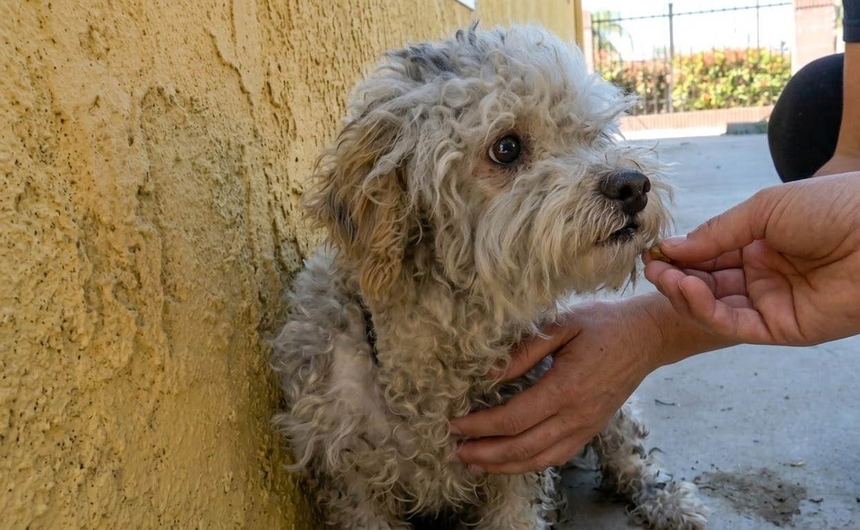 After Three Escapes From a Coyote, Buffy Still Had to Find His Way Home