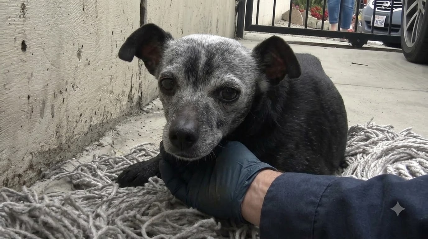 After Collapsing on an Old Mop, a Senior Dog Finally Found a Safe Place to Rest