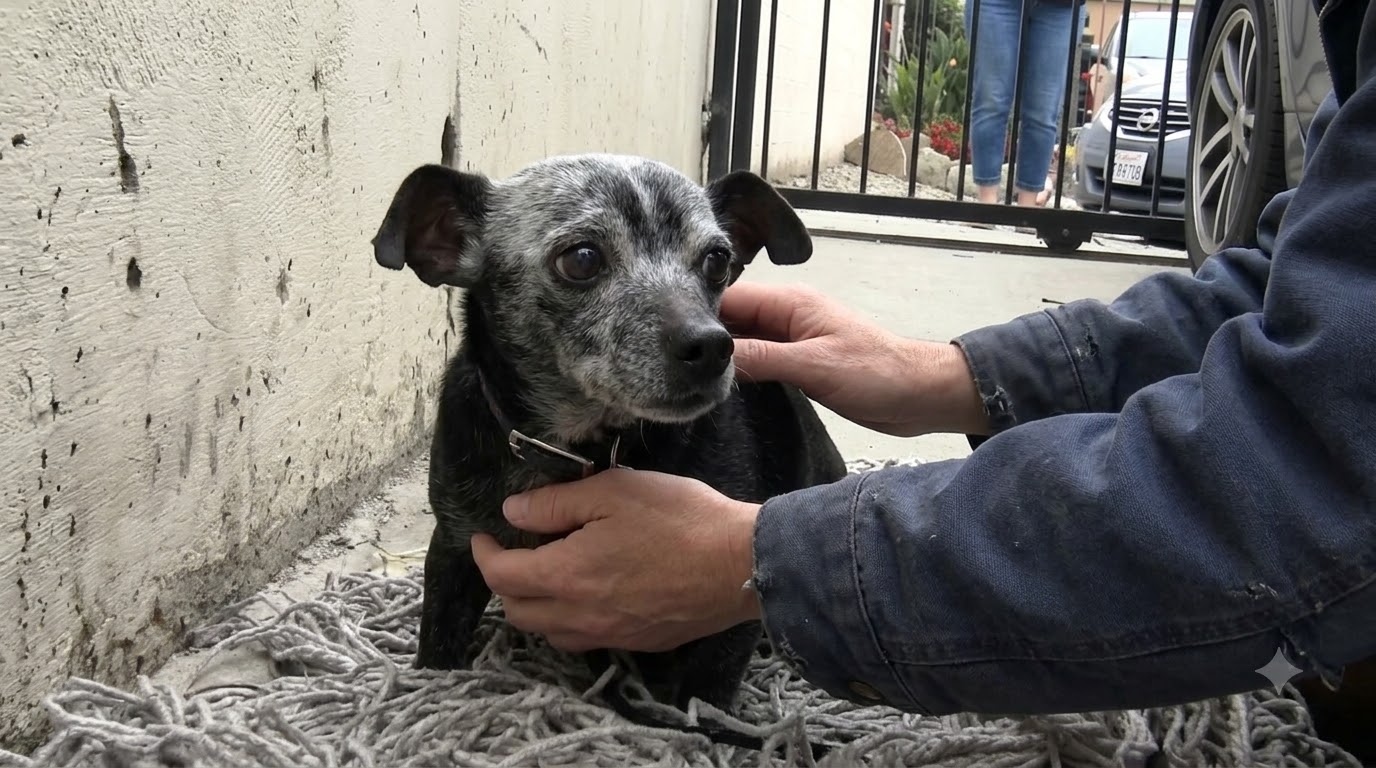 After Collapsing on an Old Mop, a Senior Dog Finally Found a Safe Place to Rest