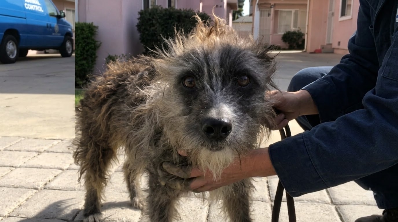 After Three Weeks Behind an Iron Gate, Gossamer Finally Stepped Toward Help