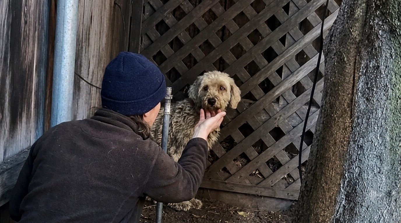 The Frightened Little Poodle Who Finally Stopped Running