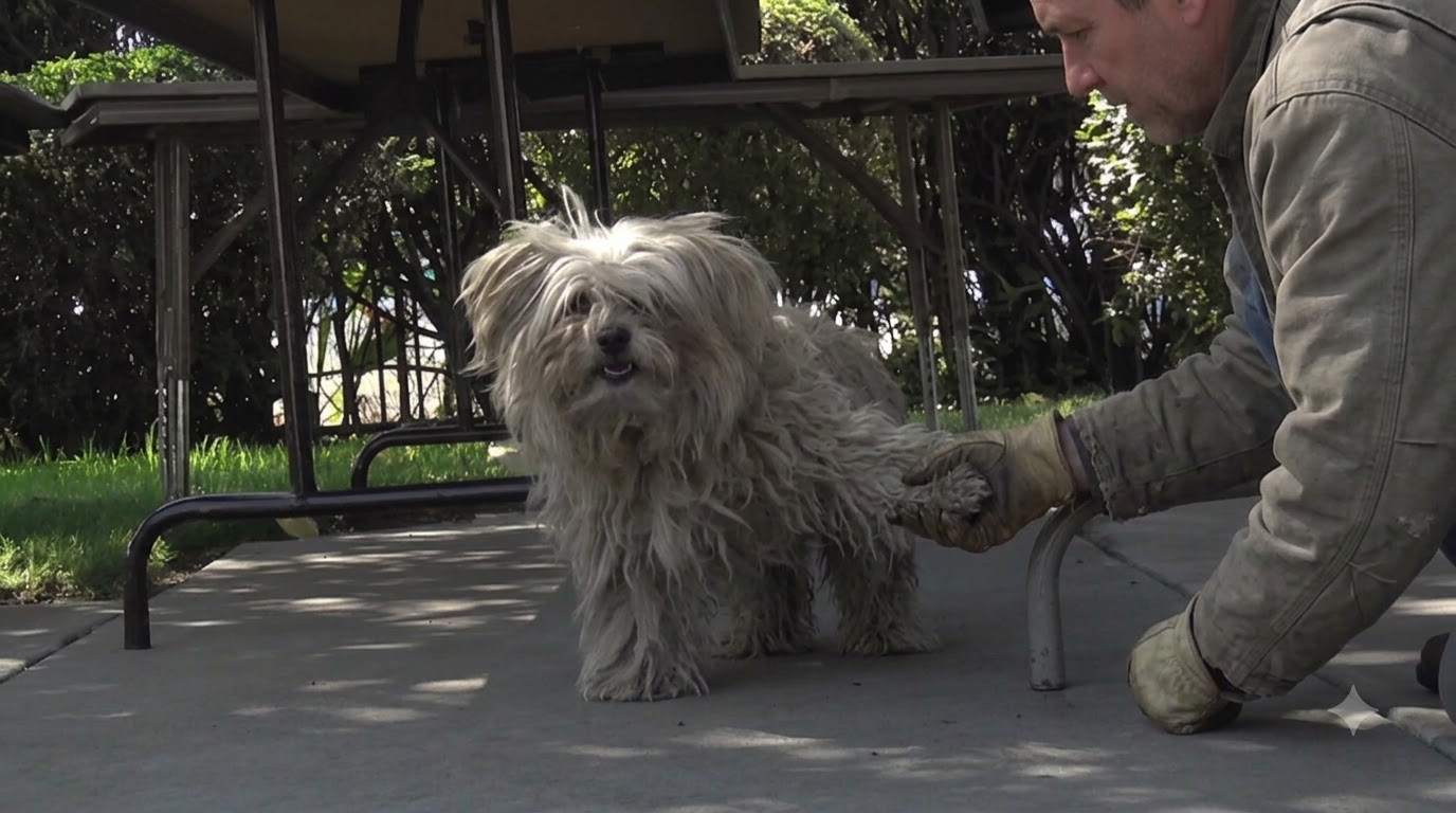 A Stray Dog Returned to the Mission With a Tiny Companion Beside Her