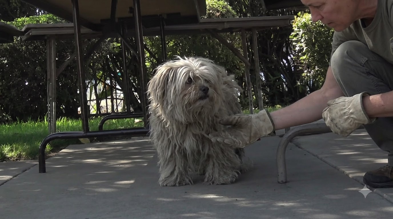A Stray Dog Returned to the Mission With a Tiny Companion Beside Her