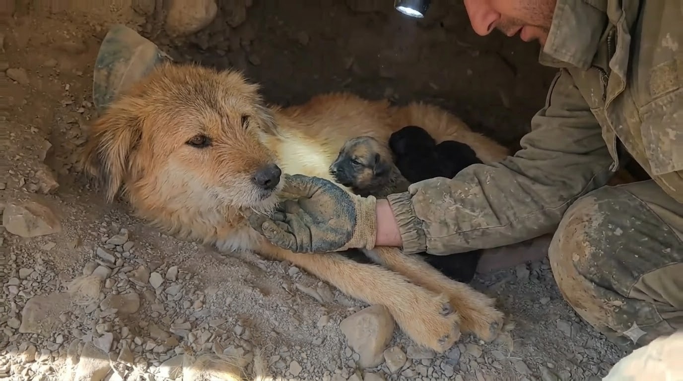 A Mother Dog Shielded Six Puppies From the Cold Until Help Returned