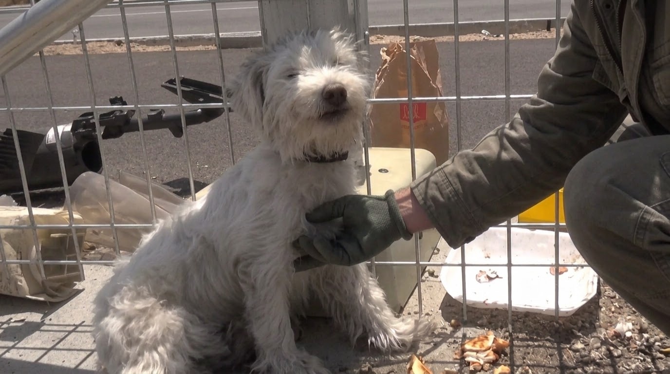 A Forest Shelter Meant for Four Became a Lifeline for One Lost Dog