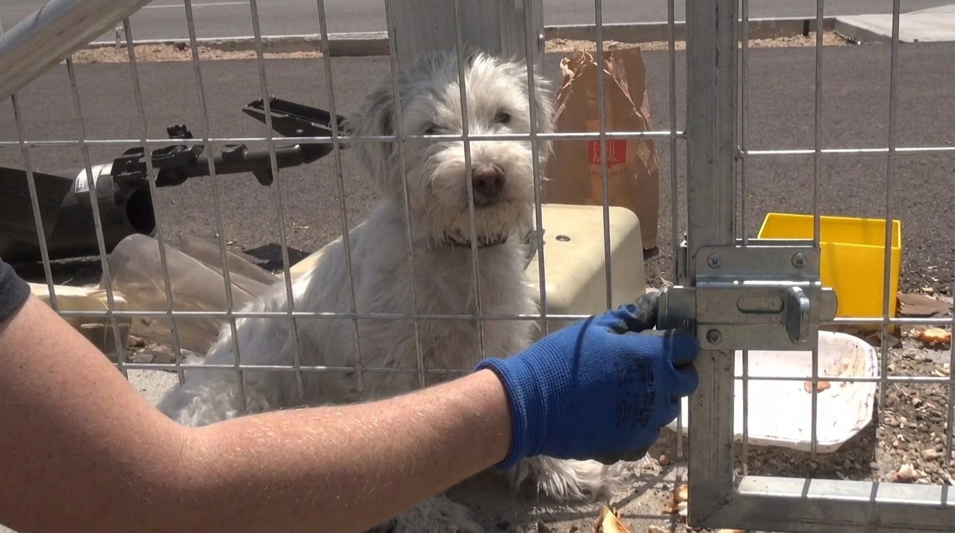 A Forest Shelter Meant for Four Became a Lifeline for One Lost Dog