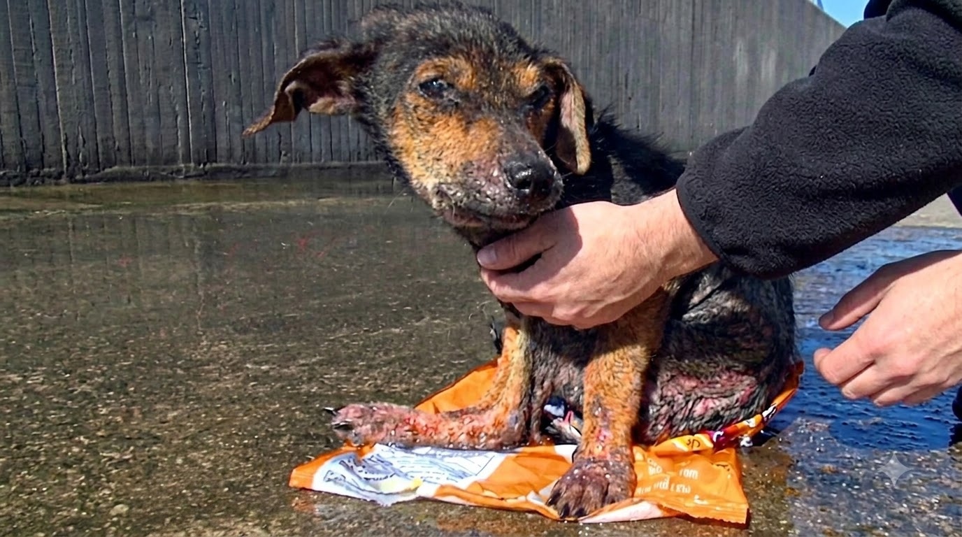 Jordan Was Pulled From a Concrete Riverbed With One Chance Left