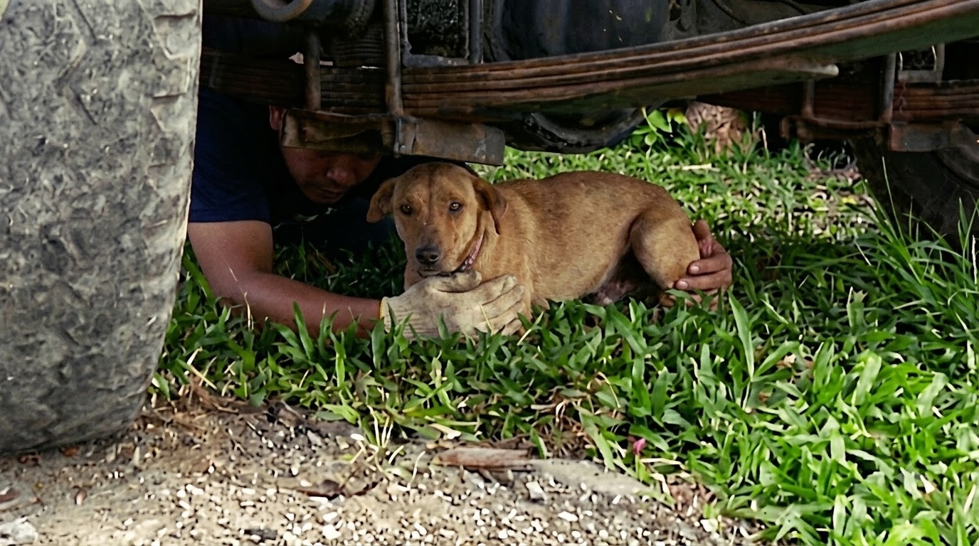 The Street Had Taken Nearly Everything—But These Dogs Still Chose to Trust