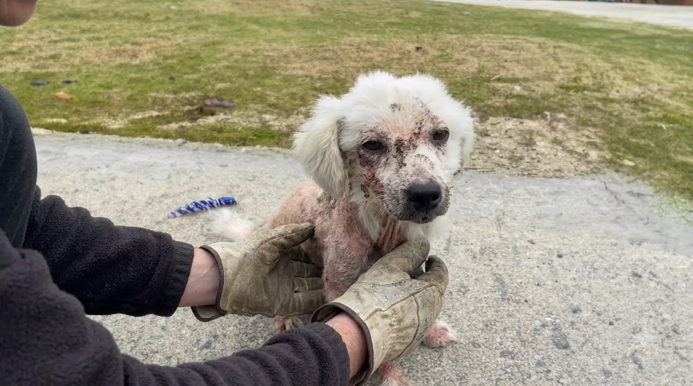 A Sick Stray Walked Into a Family’s Campsite and Never Had to Leave Again