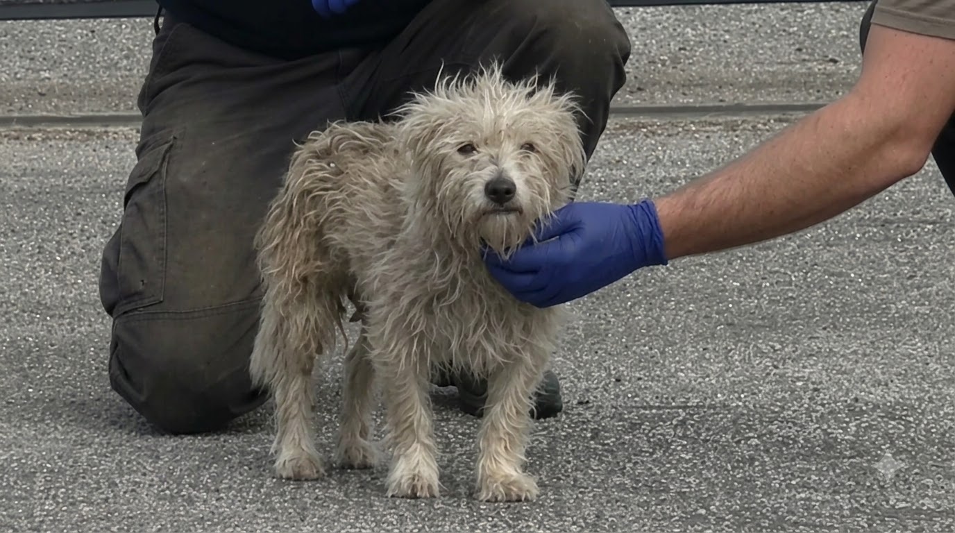 The Terrier Who Kept Running Until Patience Finally Reached Him