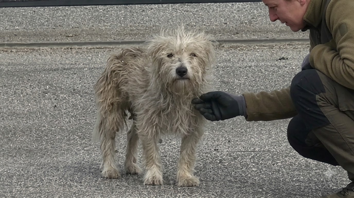 The Terrier Who Kept Running Until Patience Finally Reached Him