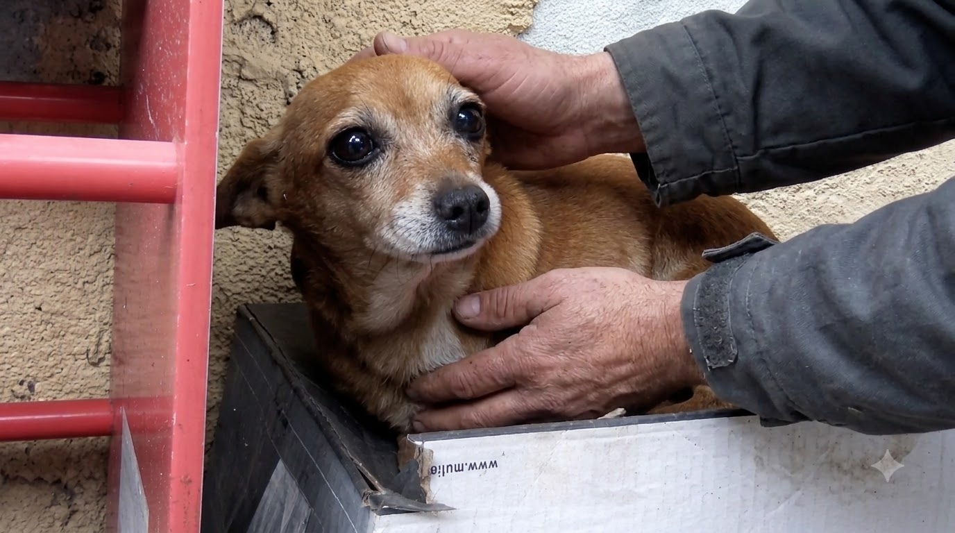 The Rain-Soaked Shoebox Where Princess Waited to Be Seen