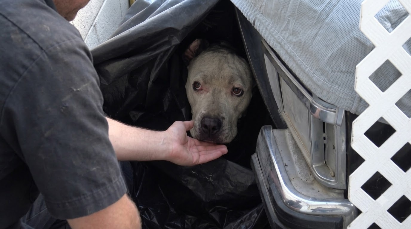 A Frightened Pit Bull’s Way Home Began With One Quiet Beep