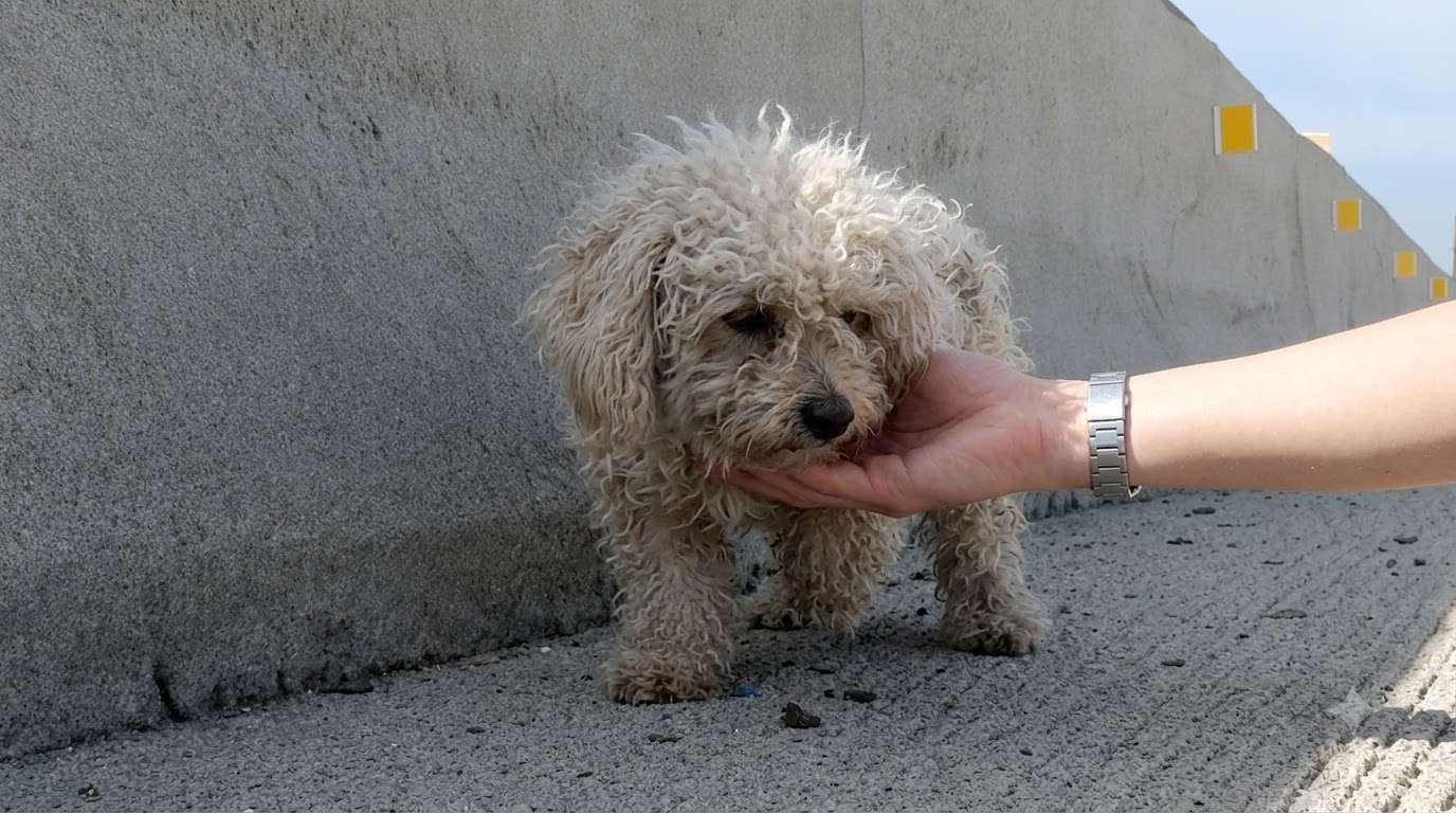 When Traffic Stopped, an Injured Dog Finally Had a Way Off the Freeway