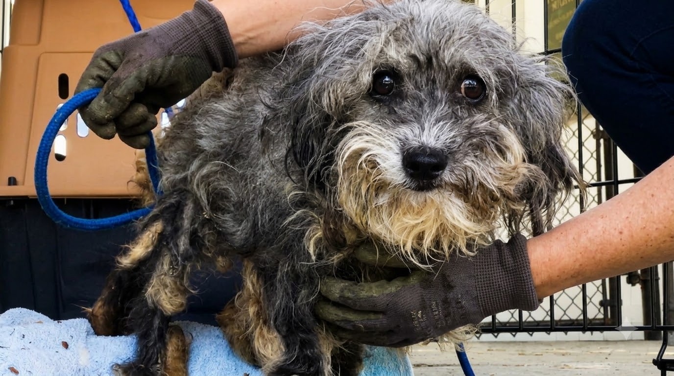 Beneath the Matted Fur, a Forgotten Dog Was Still Asking for Help