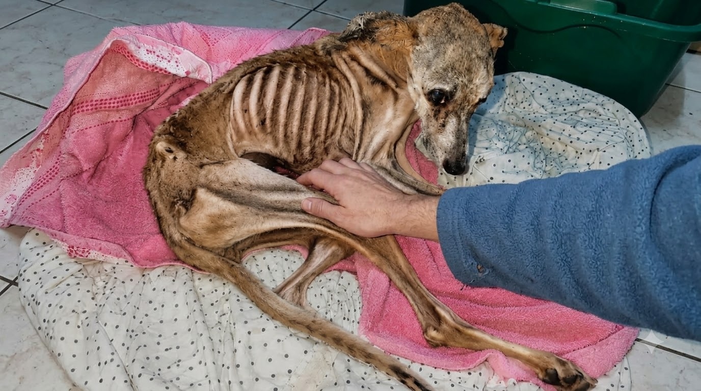 When Vitória Took Her First Bite, the Fight to Save Her Began