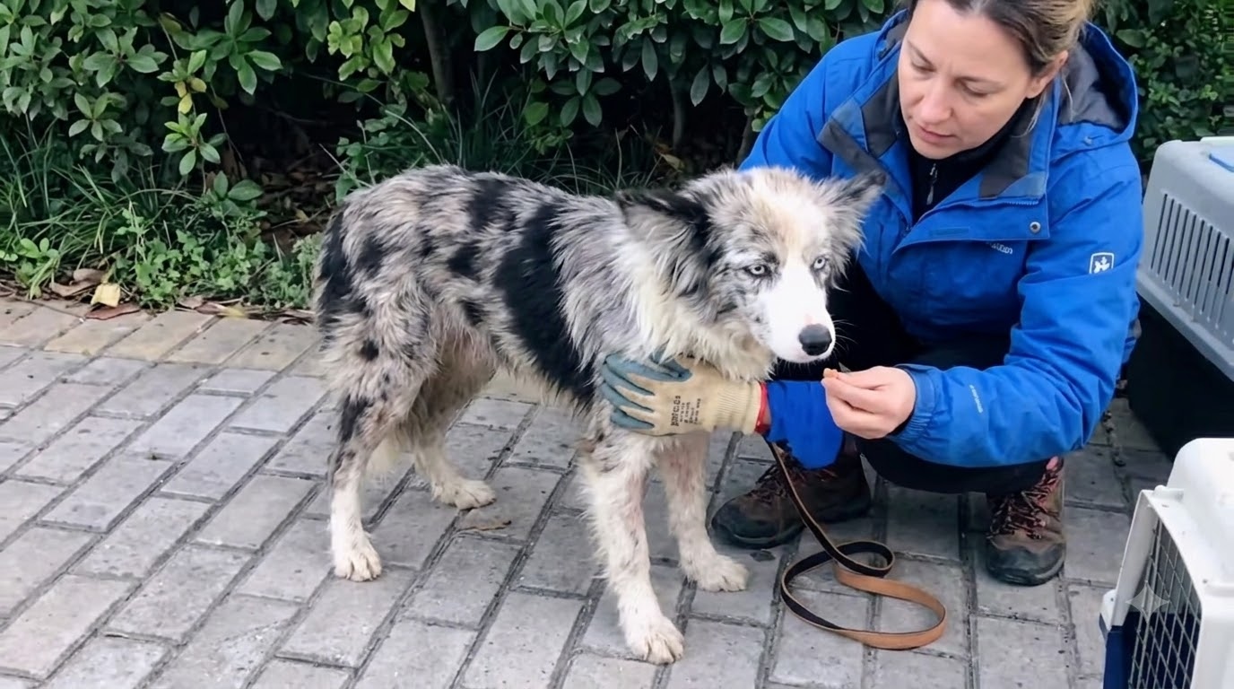 The Dog Beneath the Concrete Took One Careful Step Toward Safety
