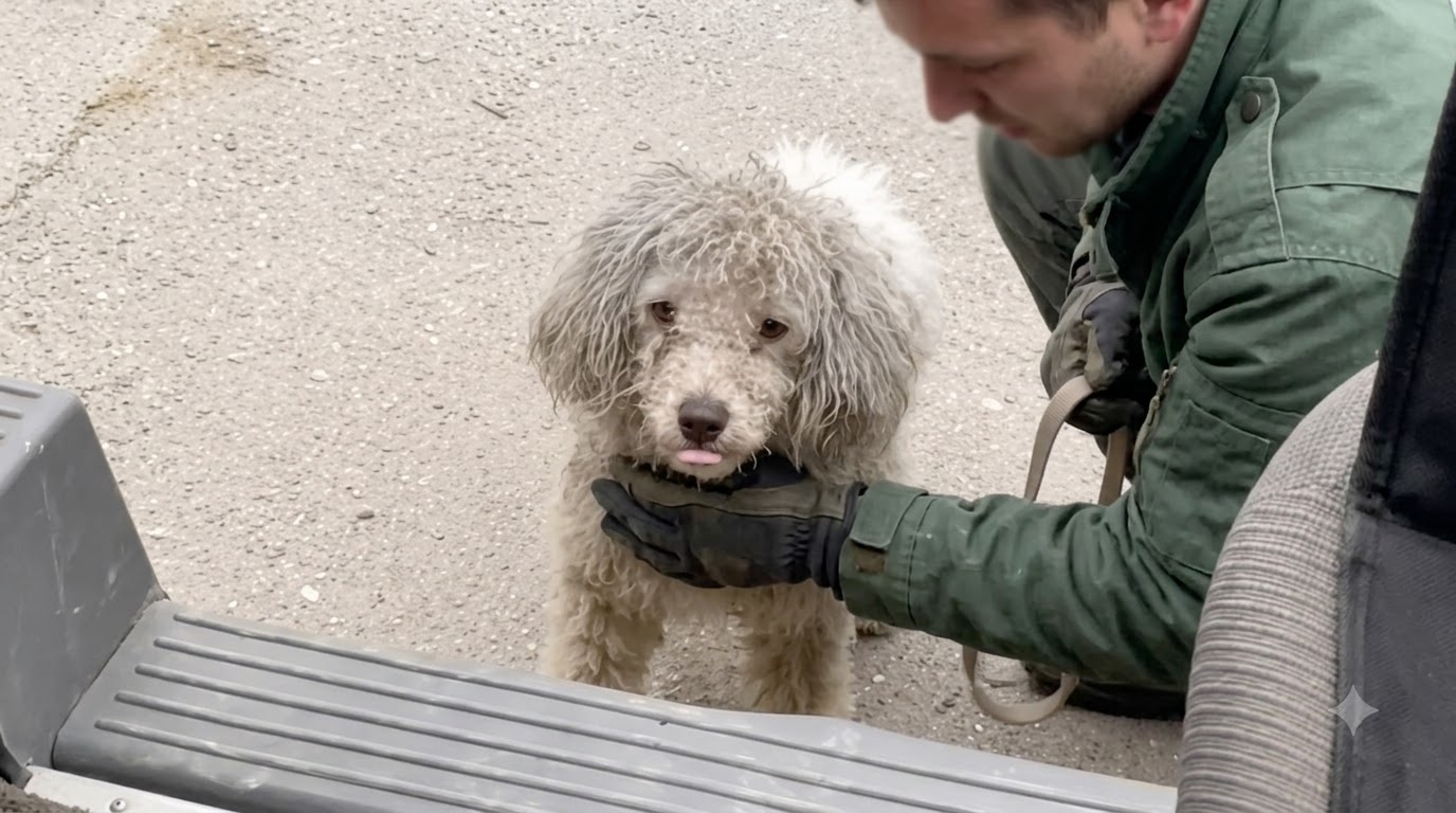 Duoduo Climbed Into a Stranger’s Car and Refused to Be Left Behind Again