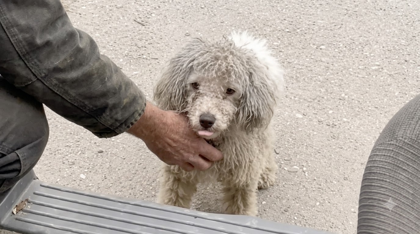 Duoduo Climbed Into a Stranger’s Car and Refused to Be Left Behind Again