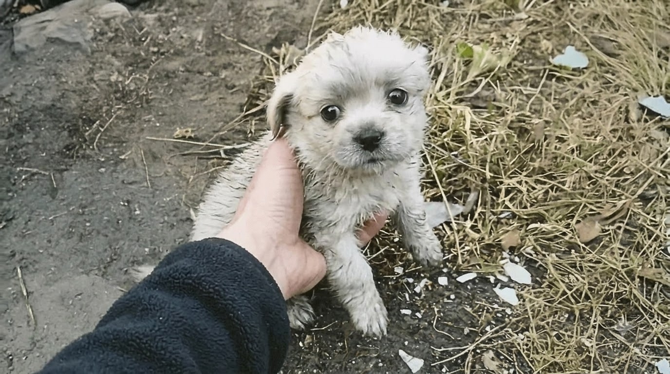 The Puppy Who Wouldn’t Leave the Warehouse Without His Brother